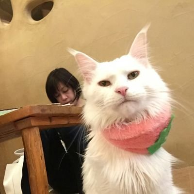 mutsuki528's profile picture. アニメーターの元同級生と日々たくらむ社会人。趣味の物書きで受賞＆アニメ化有。ワートリ(二宮隊・ヒュース、箱)、ハイキュー!!(稲荷崎・梟谷)、ダイヤのA、忍たま(五年＆六は)、モブサイコ100、炎炎ノ、羅小黒戦記等々、群像劇や推理物が大好物のアンテナ全方位型。観たり書いたり作ったりしています。今まさに旅に出たい。