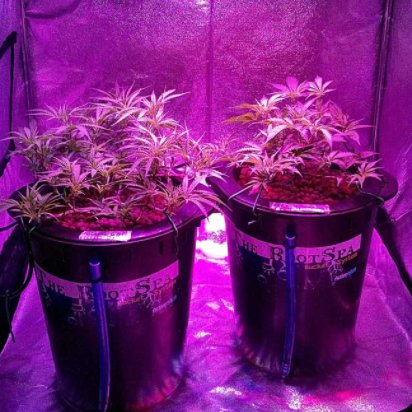 https://t.co/rUKVlm8nyH helping you get your grow rooms ready