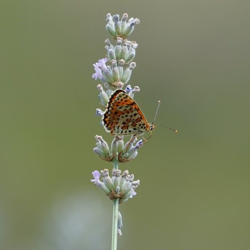 DominicMilimu's profile picture. 