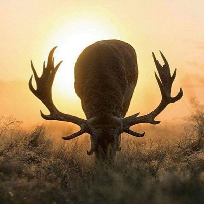 zhang_pian's profile picture. 