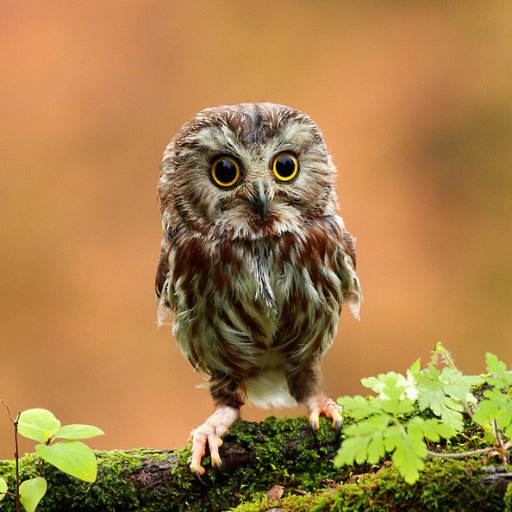 epavelas's profile picture.
