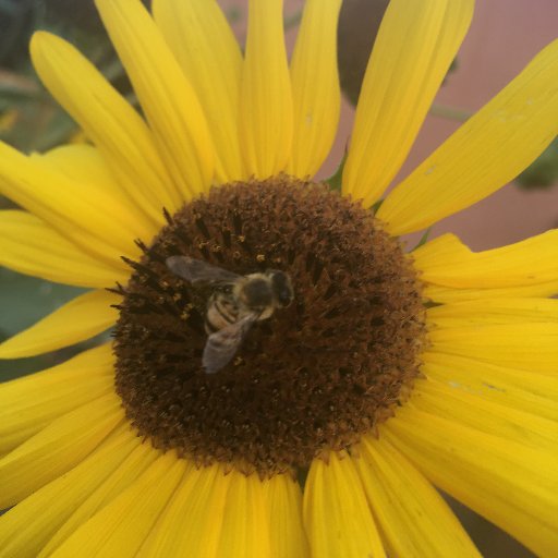 Wrangles bees 🍯, Gardner, clarinetis and bassoonist