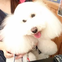 🐩🐾 P🐾🐩(@lakinomama) 's Twitter Profile Photo