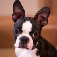 隼人介 (@hayatonosuketj) 's Twitter Profile Photo