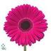 Rays Florist (@raysflorist) Twitter profile photo