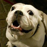 Jackie🌈 & Dakota the Bulldog(@PariniDaniele) 's Twitter Profile Photo