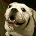 Jackie🌈 & Dakota the Bulldog (@PariniDaniele) Twitter profile photo