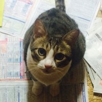 たんぽぽ ぽんた (@ponta_tampopo) 's Twitter Profile