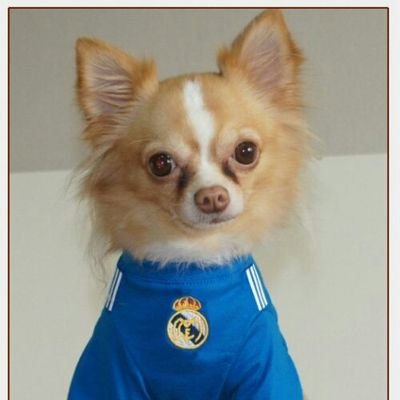 ajaoudhassan204's profile picture. Raja