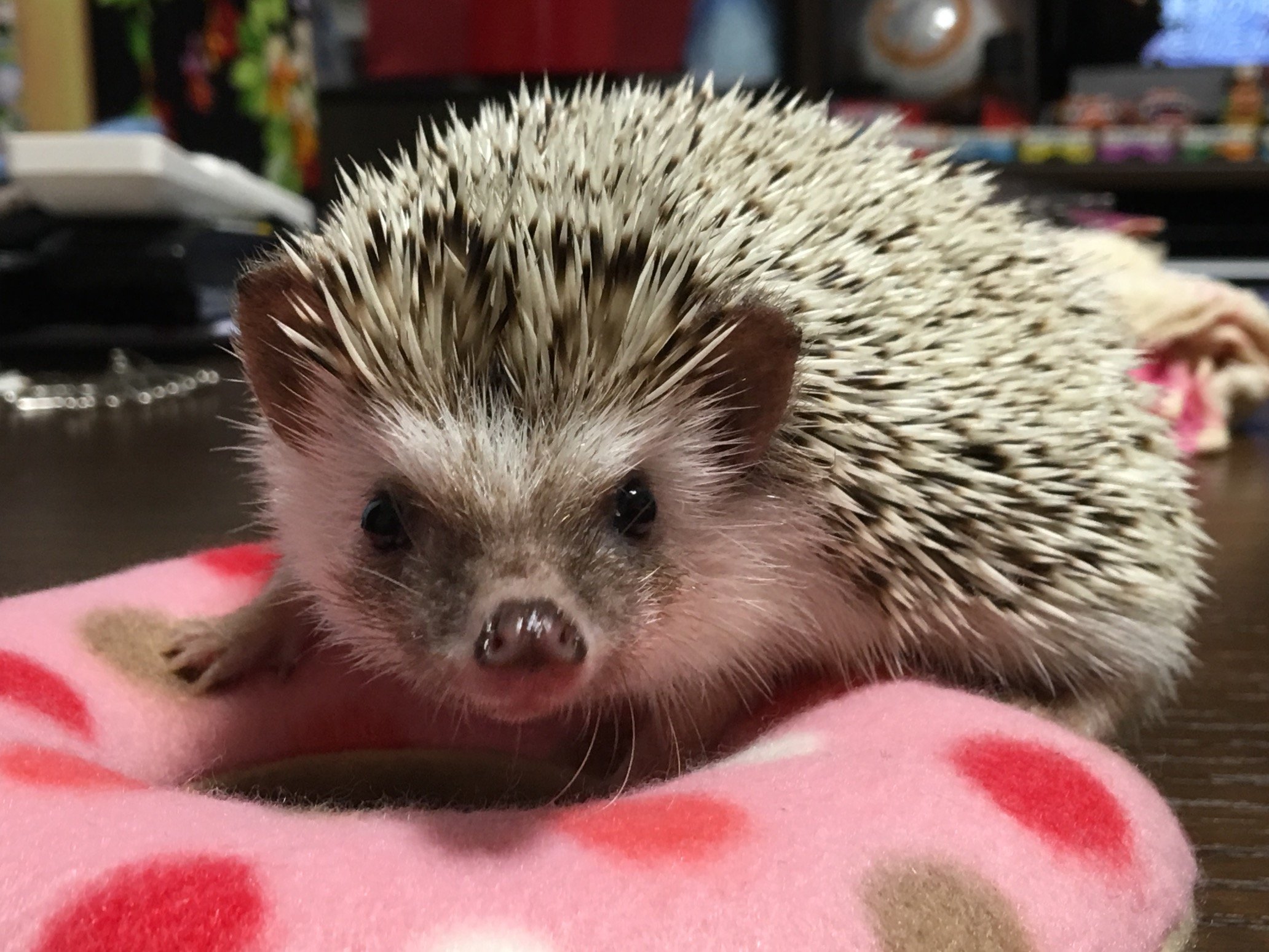 HARU0619 (@HARU0619_I) / Posts / X