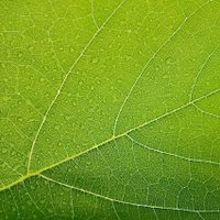 Inside Ecology (@insideecology) 's Twitter Profile