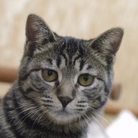 FJ（となねこ） (@fj_kz) Twitter profile photo