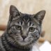 FJ(となねこ) (@fj_kz) Twitter profile photo FJ(となねこ) (@fj_kz) Twitter profile photo