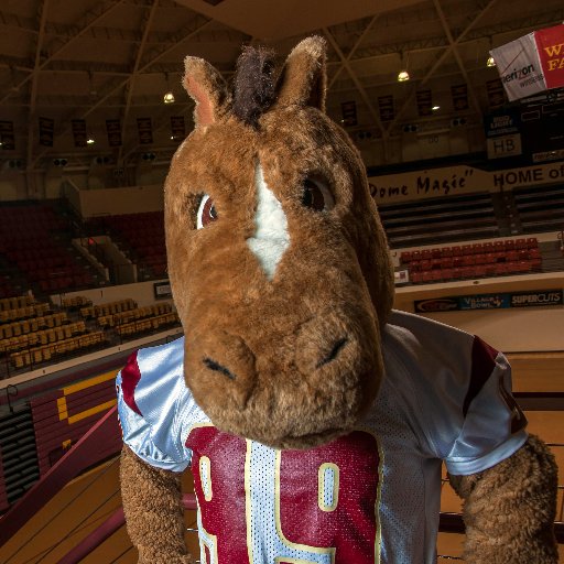 I'm Maverick T. Mustang, the mascot of Midwestern State University. Go Mustangs! #StangGang #MidwesternState #HoofEm