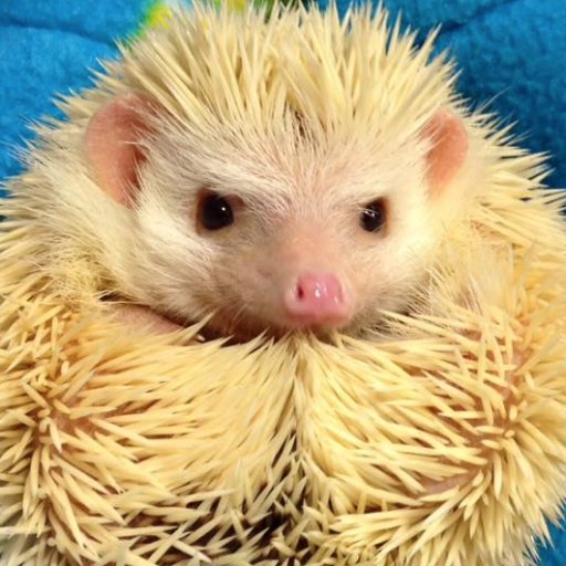 FleurDeFauna's profile picture. i like biscuits and tea

.3.