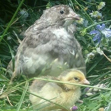 We at Myshire Quality Quail Farm are focused on providing quality live coturnix quail and hatching eggs. We are here to educate on why quail is the new chicken!