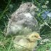 Myshire farm (@myshire_farm) Twitter profile photo Myshire farm (@myshire_farm) Twitter profile photo