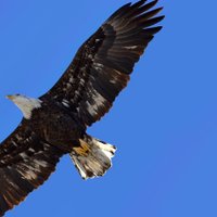 NAHS SOAR (@soarnahs) 's Twitter Profile Photo NAHS SOAR (@soarnahs) 's Twitter Profile Photo