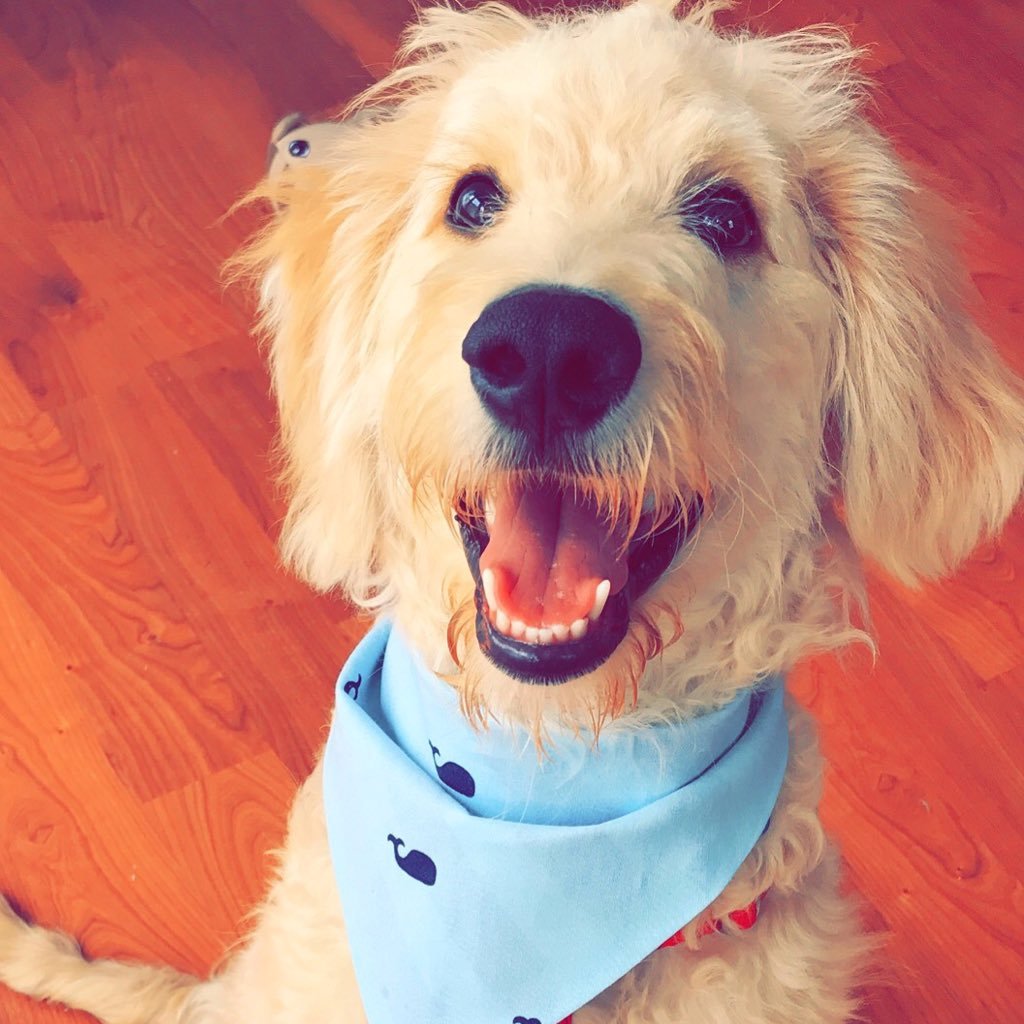 I'm a F1 Goldendoodle living my best life. First of my name, stealer of leaves & paper towels, lover of all people especially my pawrents! 🐾 IG: Bruv.the.dood