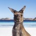 Roo (@samthekangaroo) Twitter profile photo Roo (@samthekangaroo) Twitter profile photo