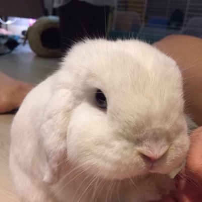 Trevor94347098's profile picture. crypto bunny