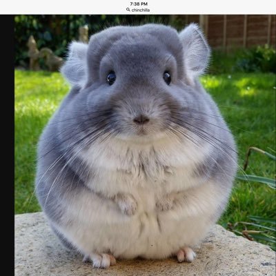 SummerRosie7's profile picture. No.