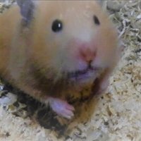 In the moonlight (@moonringbear28) Twitter profile photo