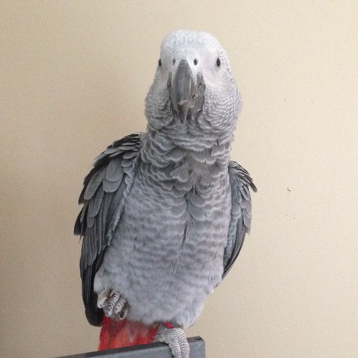 krankyparrot's profile picture. "In a time of universal deceit,telling the truth becomes a revolutionary act"-1984