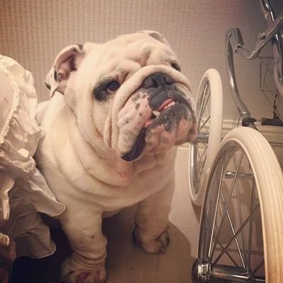 jingwenb430's profile picture. stu@PKU🇨🇳 dataVis&AI&HCI