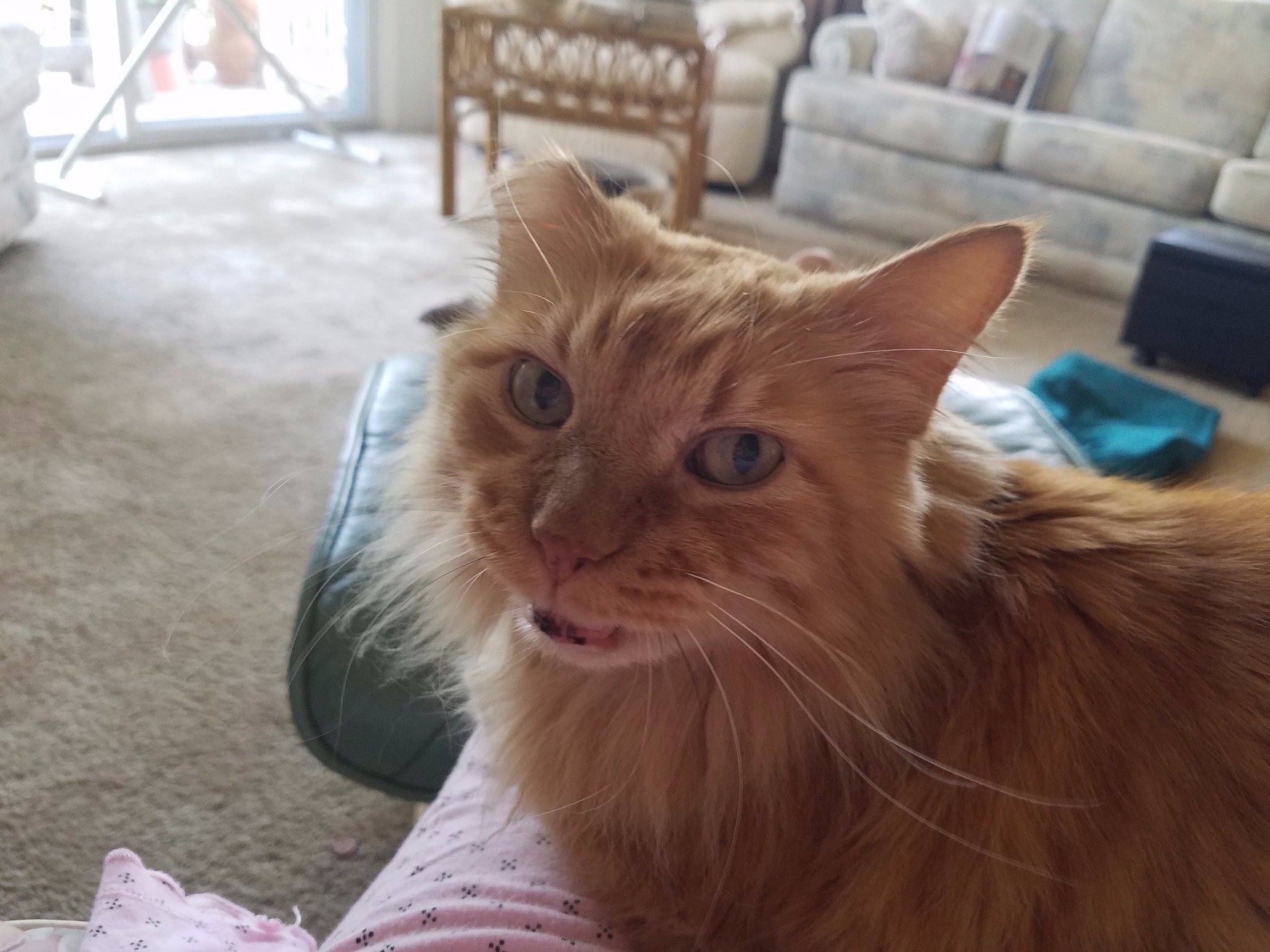 Pumpkin was my big orange floof  loving https://t.co/ol8tauK57g and other feline friends. He went over the  🌈 bridge in Feb 2021.