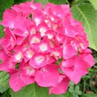 ٩(๑❛ᴗ❛๑)۶ (@cancan_mama) Twitter profile photo