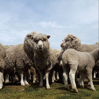 Lively Island is a sheep farm in the Falkland Islands owned by father and son, Steven and Chris Poole