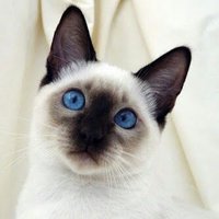Sevimli hayvanlar (@sevimlihayvanl2) 's Twitter Profile
