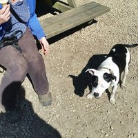 Chris Mullan (@ericthecatmk2) 's Twitter Profile