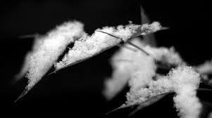 PetsConnection's profile picture. Pet Lovers unite! Visit the Online Pet Grave.