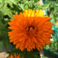 Garden FriendsNW2 (@gfriendsnw2) 's Twitter Profile