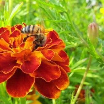 Boomkwekers zetten zich in voor bijen. Kweken planten en bomen die stuifmeel en nectar leveren. Bijvriendelijk maatregelen. info:w.dorresteijn@delphy.nl