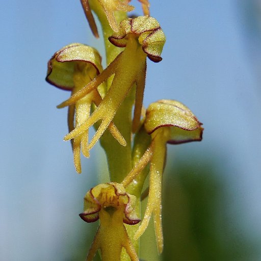 Just love plants especially in their natural setting. Orchids a special favourite.