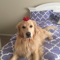 reggaemuffin (@reggaemuffin1) 's Twitter Profile