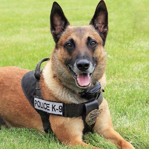 Twitter account of Brown Deer PD K9 Vader, retired 2/28/20 after 8 years of service to his handler, department, and citizenry, now living the good life!