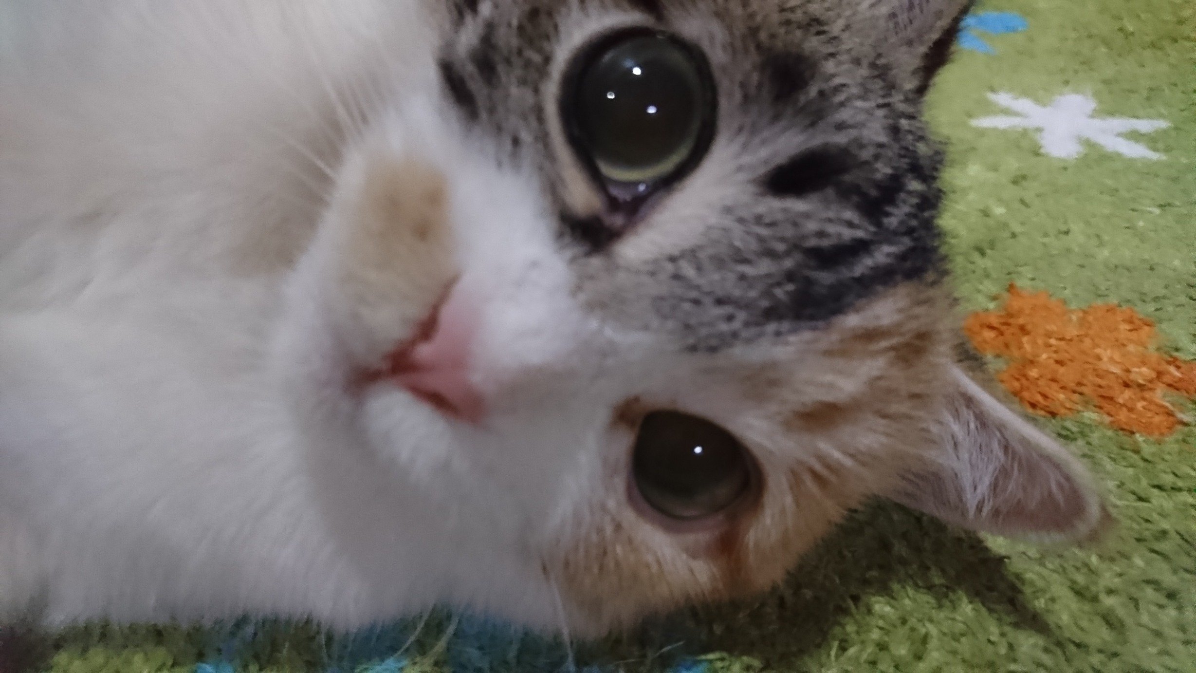 miiiiikoneko's profile picture. 保護猫ちゃんたちと暮らしています𓃠
SKZ🐺☆RIIZE🦦