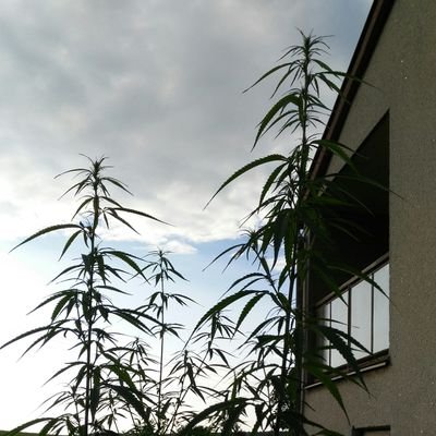 czechgirla's profile picture. 