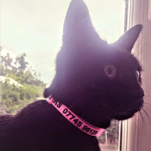 I live on Dee Banks. I love adventures (and sometimes get lost) around Chester...if you see me TWEET ME @binkydeebanks and let my owner know where I am ♥