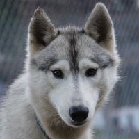Jaye Foucher (@sibersongdogs) 's Twitter Profile