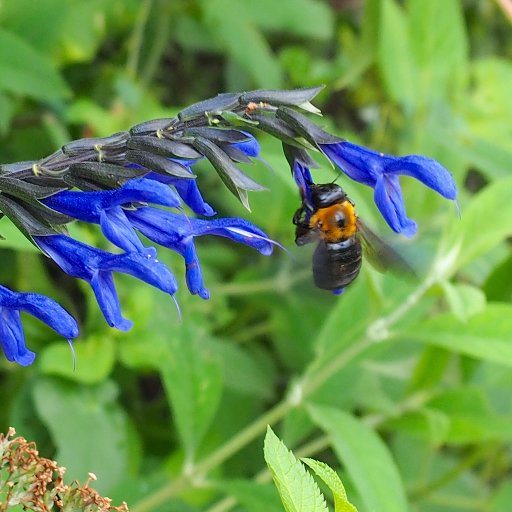 centro336's profile picture. MLB freak. 写真撮影（近所の花壇 雑草たまに人物）多少英語文章を読みます。会話は挨拶程度。