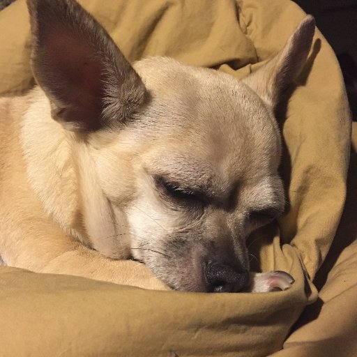 ostwarbler's profile picture. DC lawyer, former financial regulator, believer in effective federal government, supporter of reformers, dissidents, poets, and small animals.  #Resist