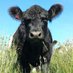 Belties (@belted_galloway) Twitter profile photo Belties (@belted_galloway) Twitter profile photo
