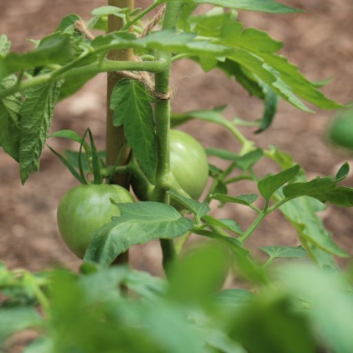 We're the urban farm lab on the block at @nyuniversity. Come see what we're growing!