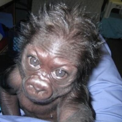 SteveKopp's profile image