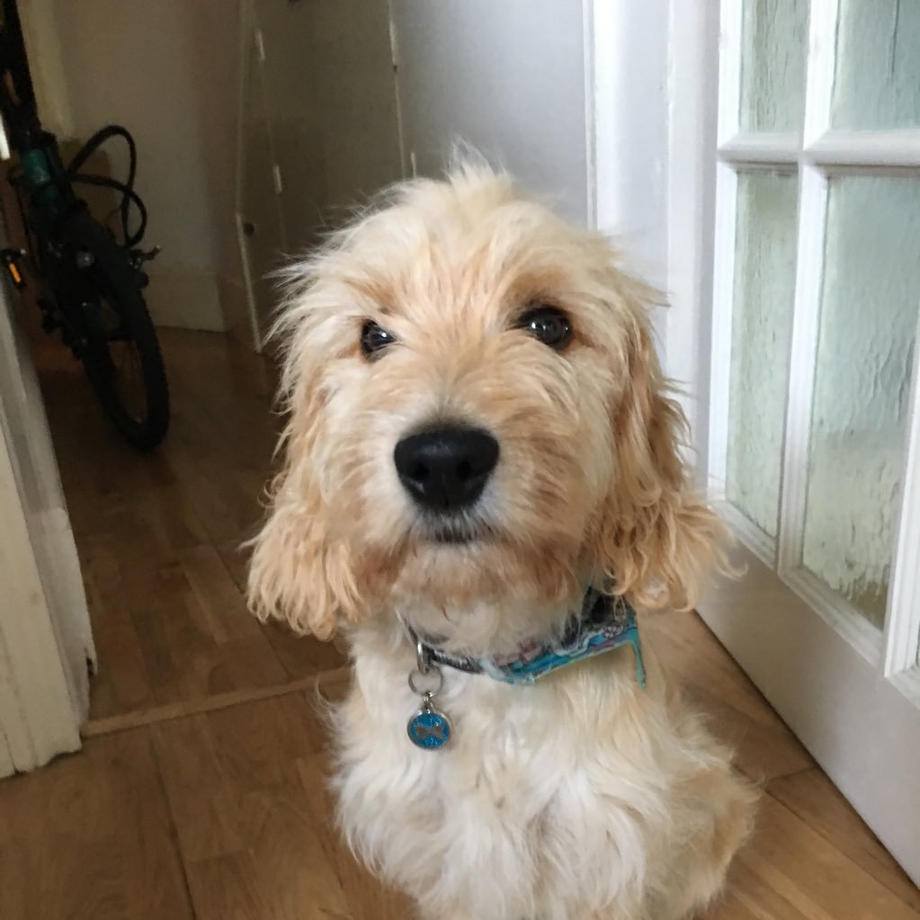 Milo the Cockapoo